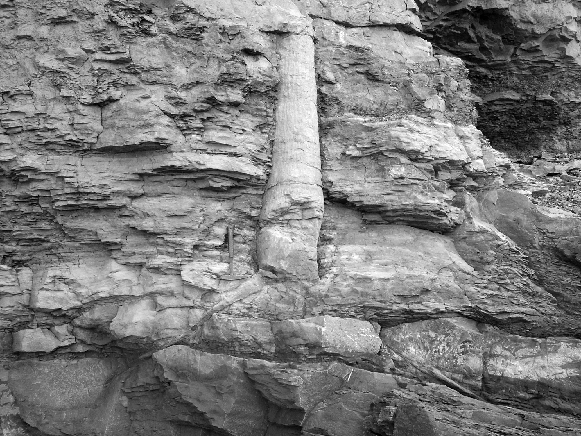 vertical tree fossil [http://en.wikipedia.org/wiki/File:Lycopsid_joggins_mcr1.JPG]